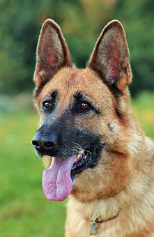 german-shepherd