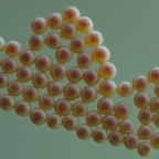 Black Fawn-a-thon Night #1: Bite