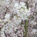 Women in Horror Reads Week 2: ‘Now You’re One of Us’ by Asa Nonami