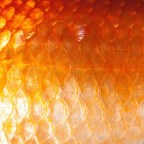 ‘Blue My Mind’ is Quiet Body Horror at Its Finest